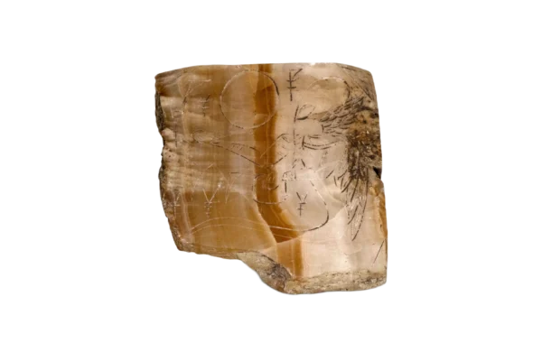 Ancient Pinecone - Image 4